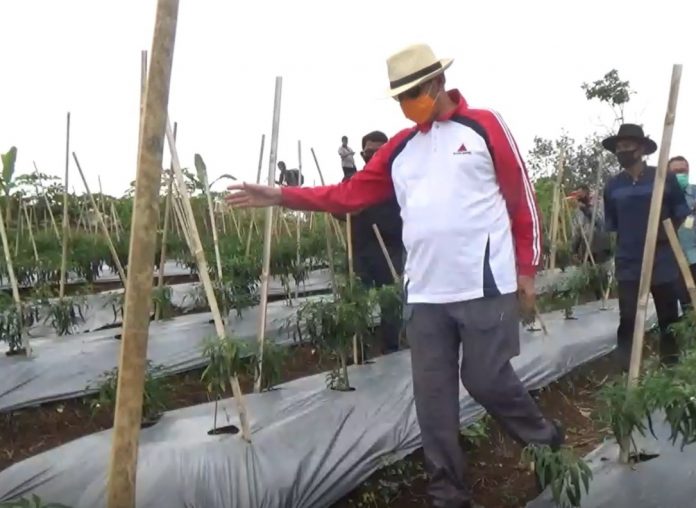 Diperkuat, Sektor Pertanian di Banten Selatan