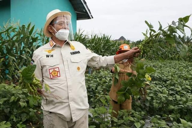 Jagung Ketan dan Kacang Edamame Bakal Dikembngkan di Banten