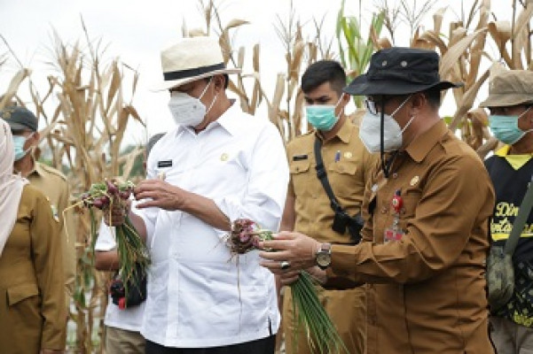 Gubernur Wahidin: Kita Perkuat Ketahanan Pangan Provinsi Banten