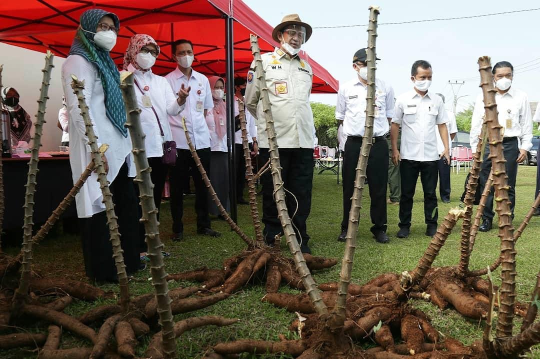 Gubernur WH : Singkong Bisa Menjadi Makanan Pengganti