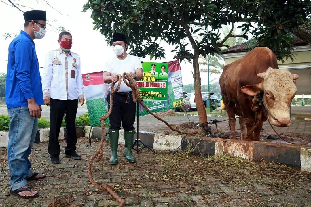 Dilaksanakan Hari ini, Sekda Al-Muktabar Pimpin Pemotongan Hewan Kurban Masjid Raya Al Bantani