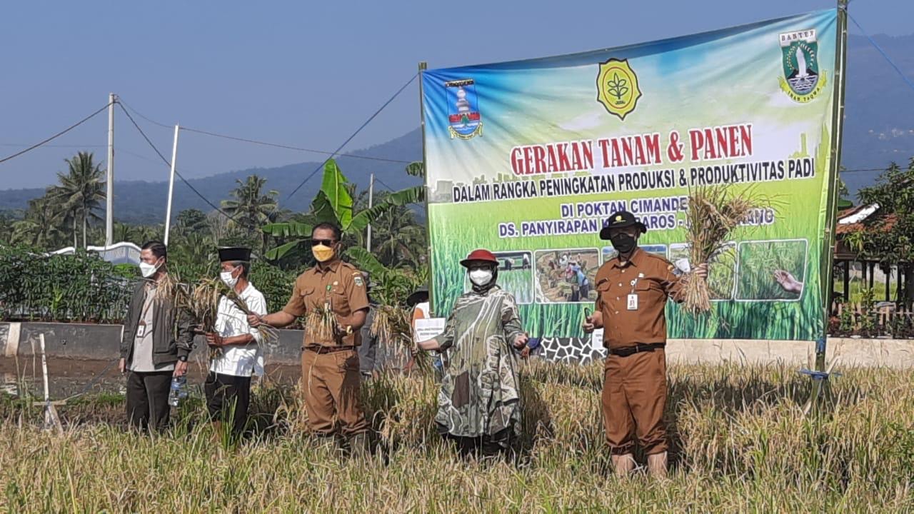 37 Ribu Hektar, Prediksi Luasan Lahan Musim Tanam Ketiga Provinsi Banten