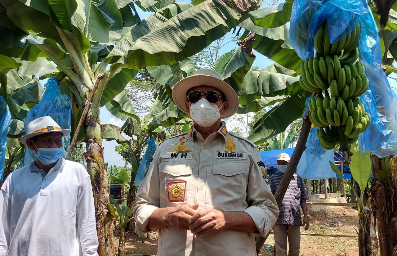 Tinjau Kebun Pisang Di Lebak, Gubernur WH: Sangat Potensial dan Produktif