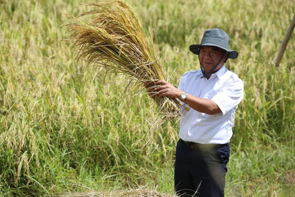 Panen Raya Padi, Pj Gubernur Banten Al Muktabar: Pemerintah Pastikan Ketersediaan Bahan Pokok