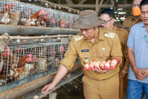 Usai Sidak Pasar Rau, Pj Gubernur Banten Al Muktabar Tinjau Peternakan Ayam Petelur