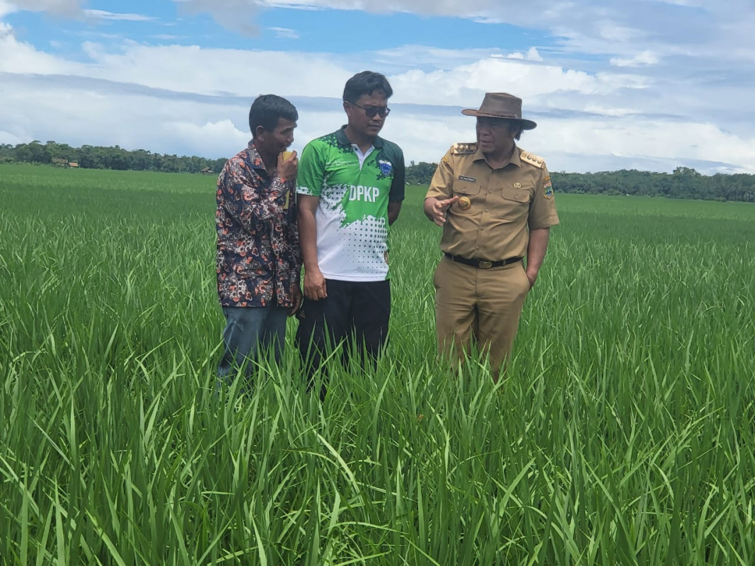 Tinjau Penangkaran Benih Padi, Pj Gubernur Al Muktabar Ingin Pastikan Ketahanan Pangan di Banten Terjaga dari Hulu Sampai Hilir