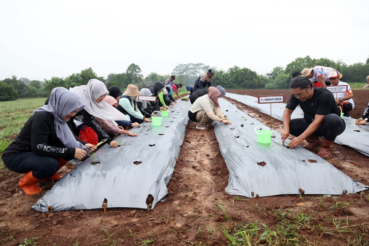 Pj Gubernur Banten Al Muktabar Panen Bawang Merah dan Rambutan Serta Tanam Cabai